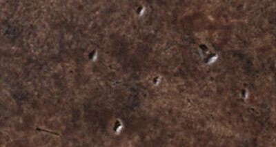 Cocoa Bean